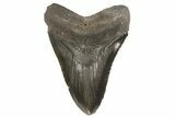 Fossil Megalodon Tooth - Georgia #80058-1